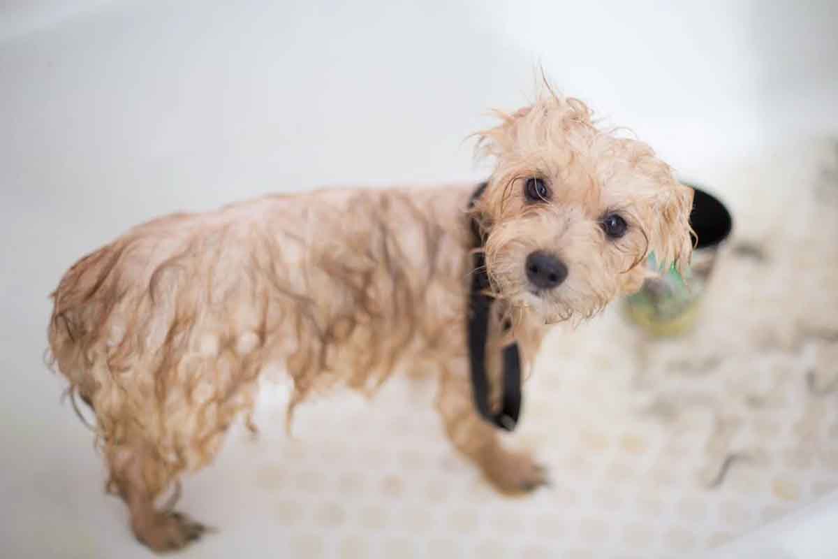 Cane nella vasca da bagno
